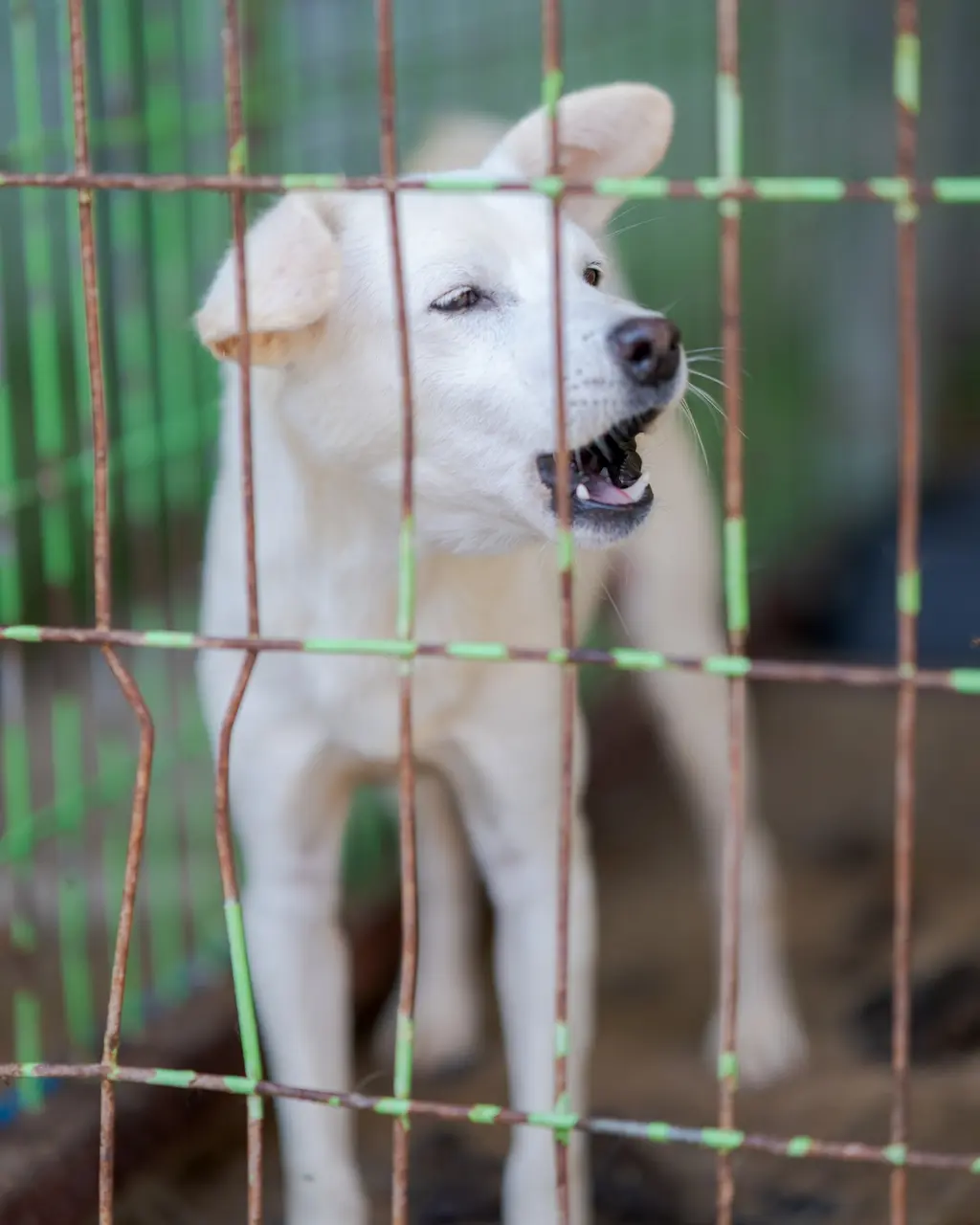 믹스견 보호중 사진