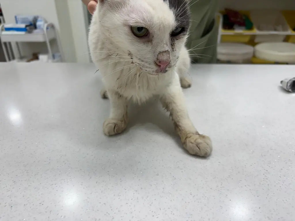 한국 고양이 보호중 사진