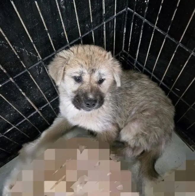 믹스견 보호중 사진