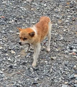 믹스견 보호중 사진