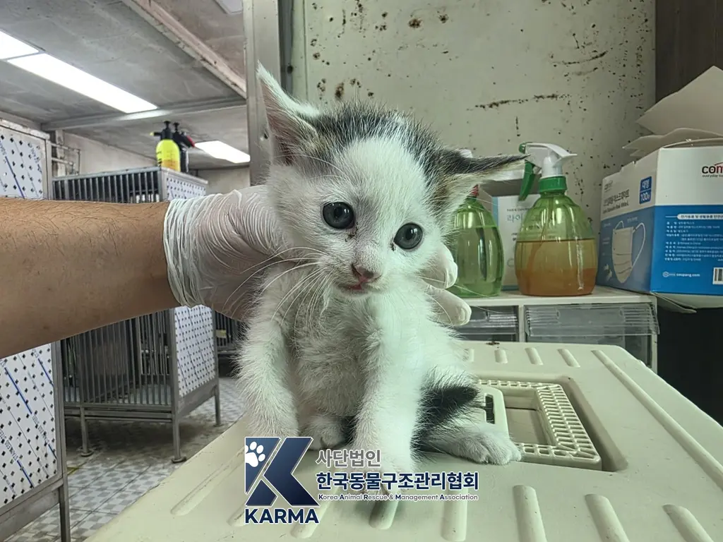한국 고양이 보호중 사진