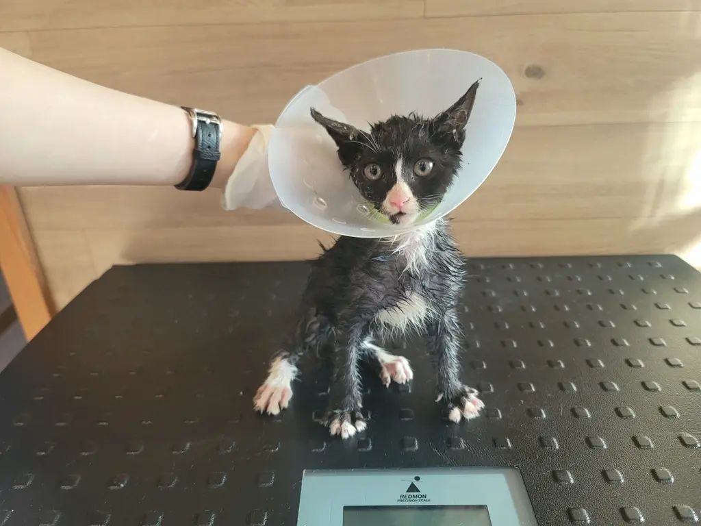 한국 고양이 보호중 사진