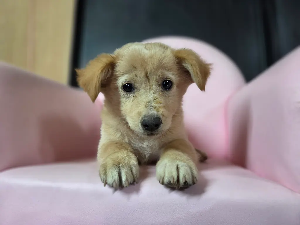 믹스견 보호중 사진