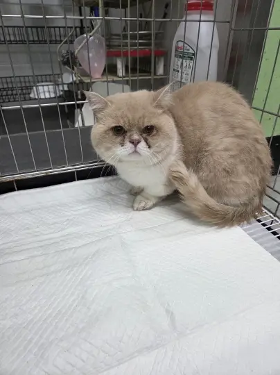 브리티시 쇼트헤어 보호중 사진