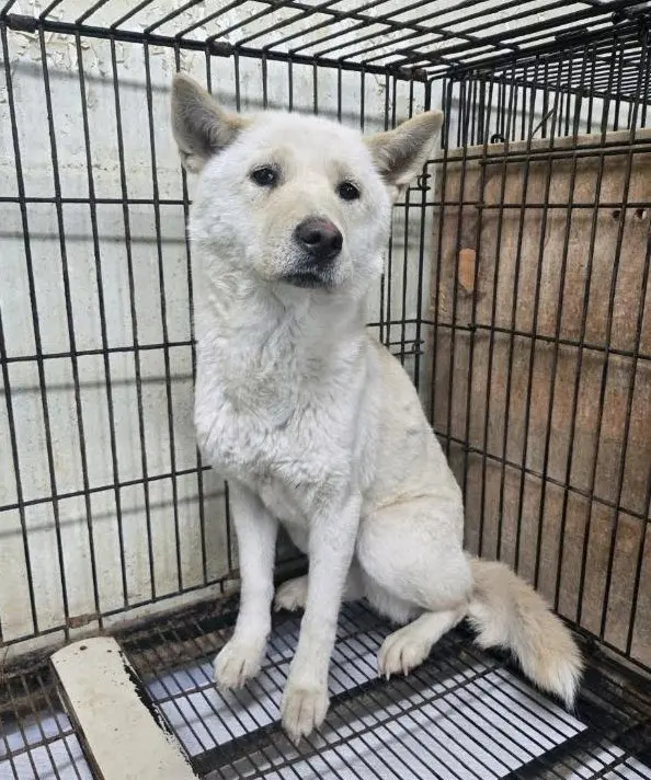 믹스견 보호중 사진