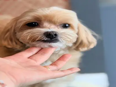 믹스견 보호중 사진