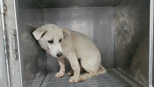 믹스견 보호중 사진