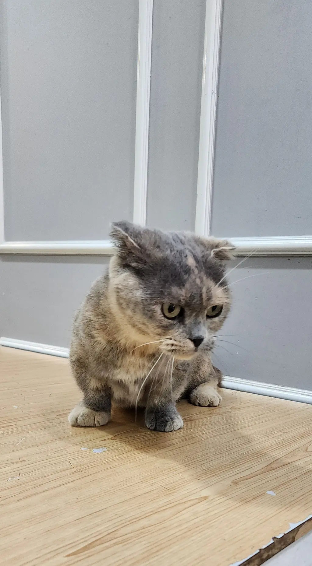 스코티시폴드 보호중 사진