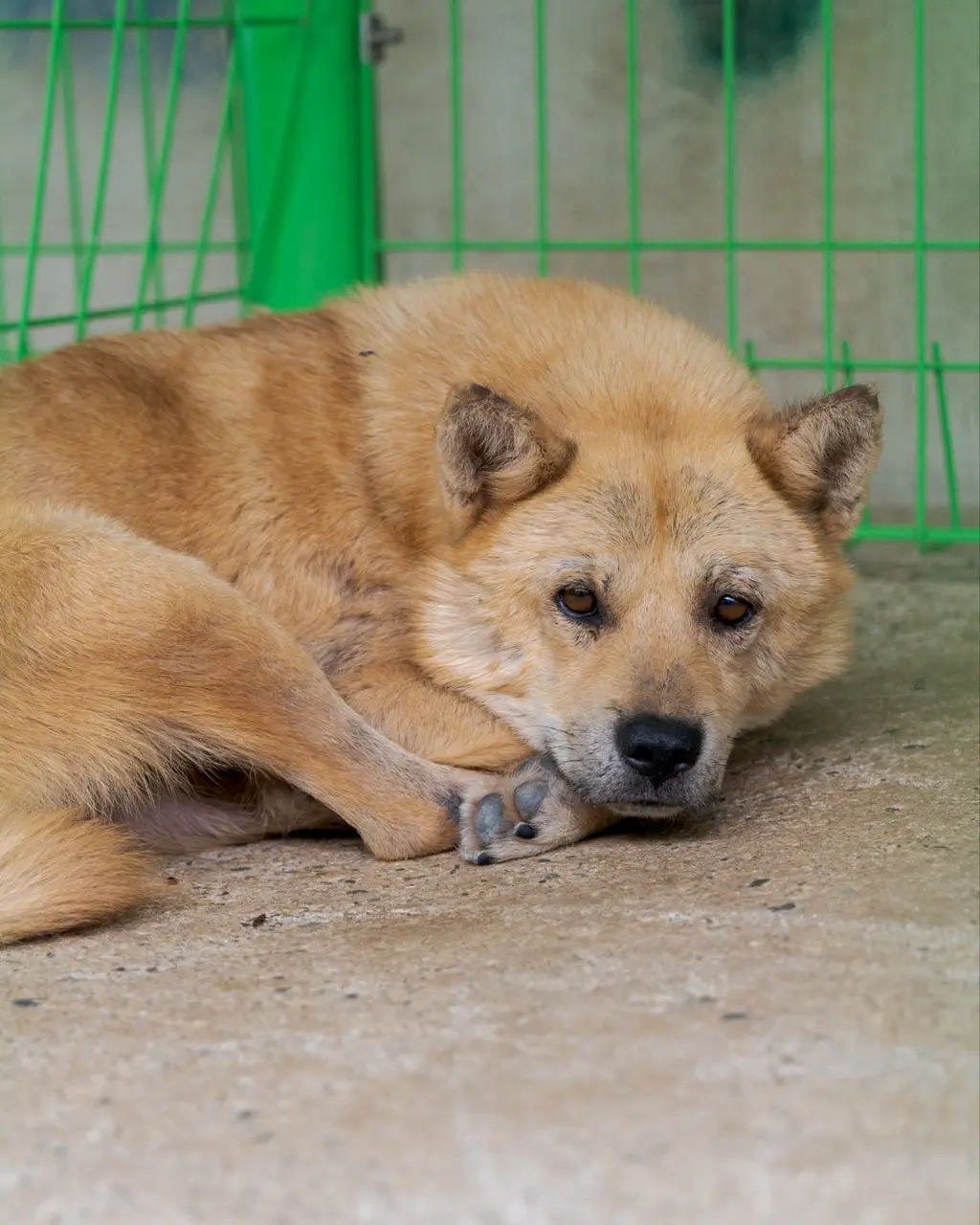 믹스견 보호중 사진