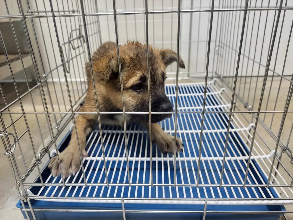 믹스견 보호중 사진