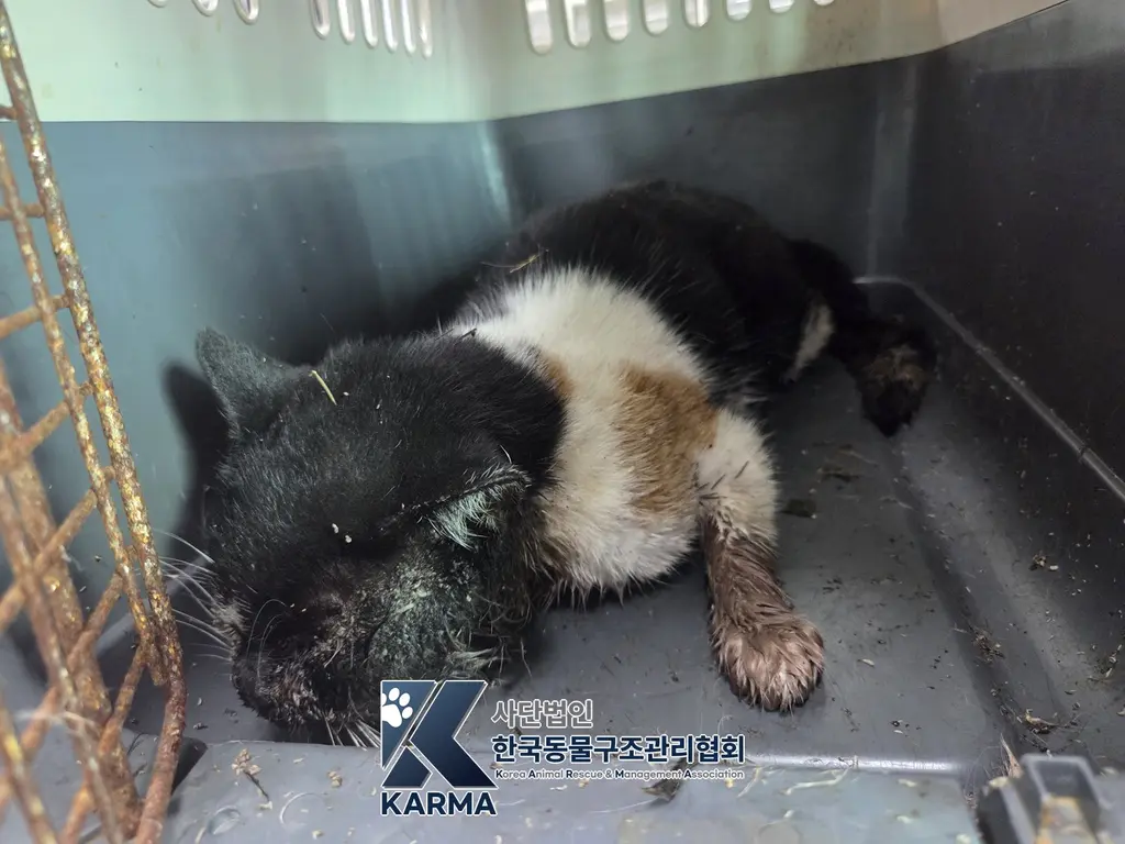 한국 고양이 보호중 사진