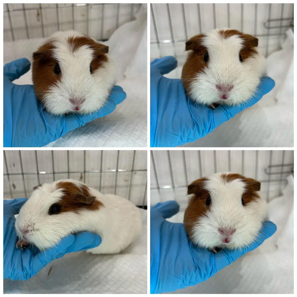 기타축종 보호중 사진
