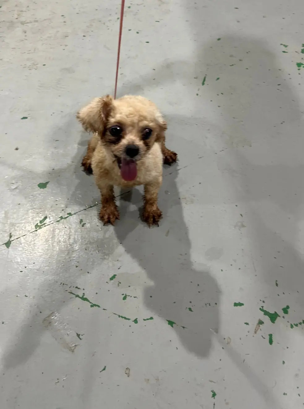 푸들 보호중 사진