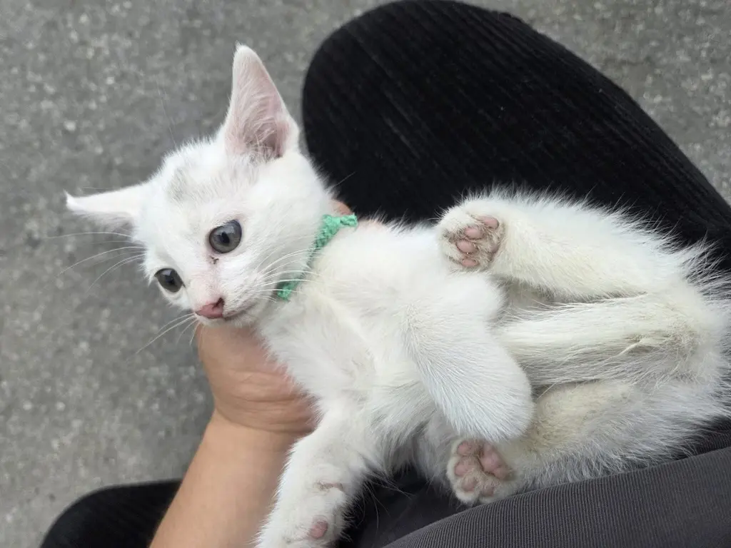 한국 고양이 보호중 사진
