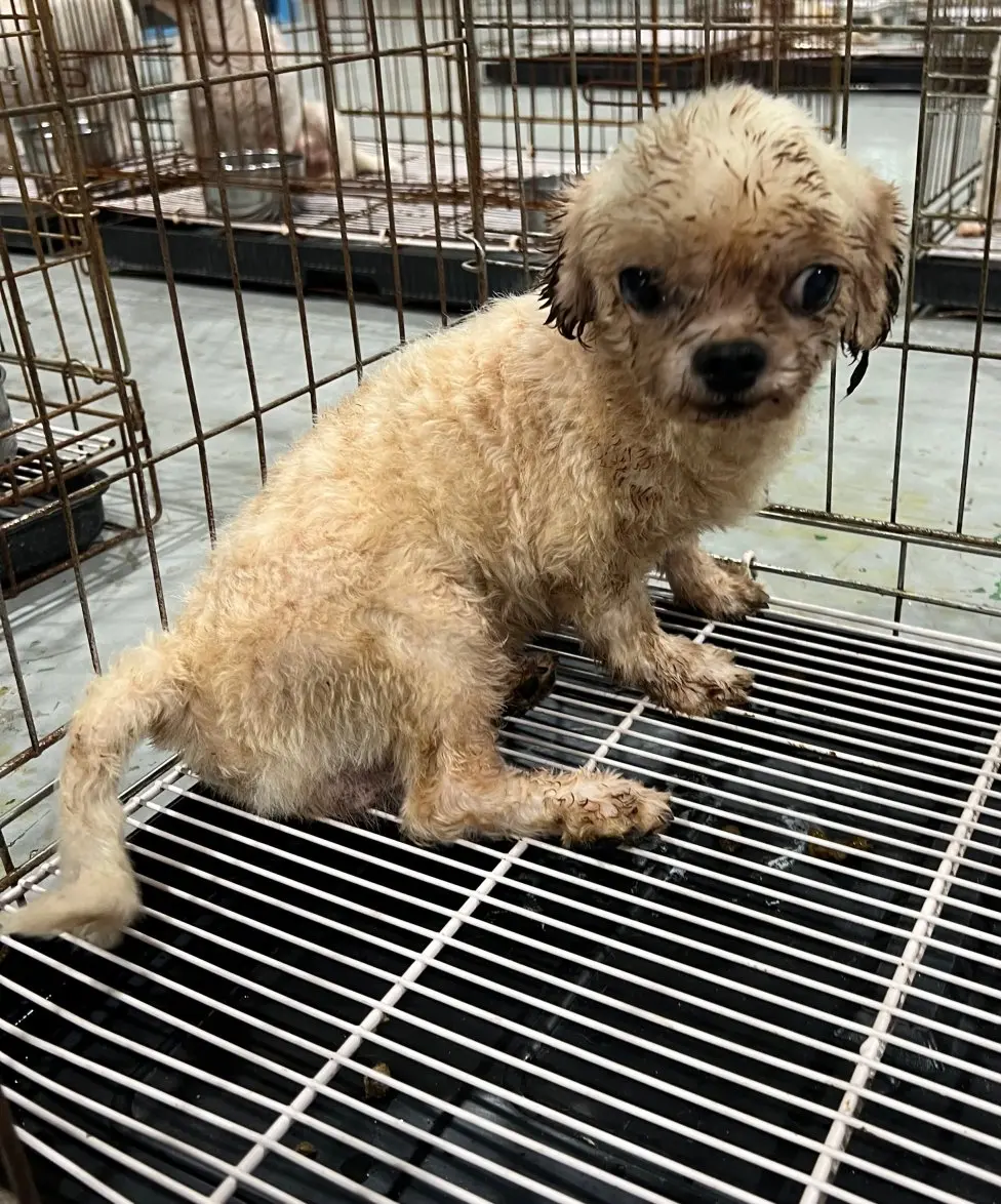 말티즈 보호중 사진
