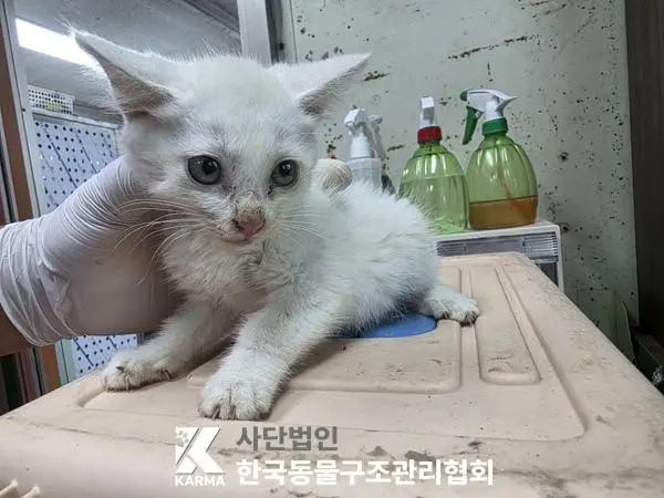 한국 고양이 보호중 사진