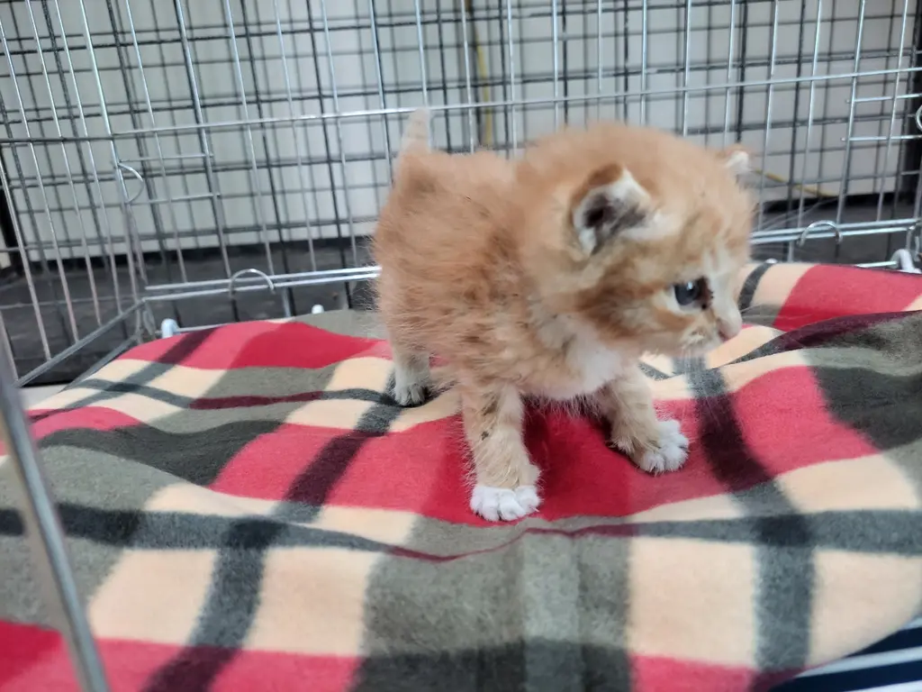 한국 고양이 보호중 사진