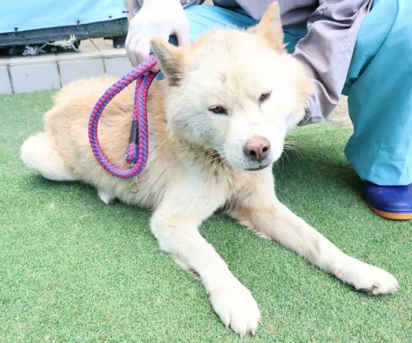 믹스견 보호중 사진