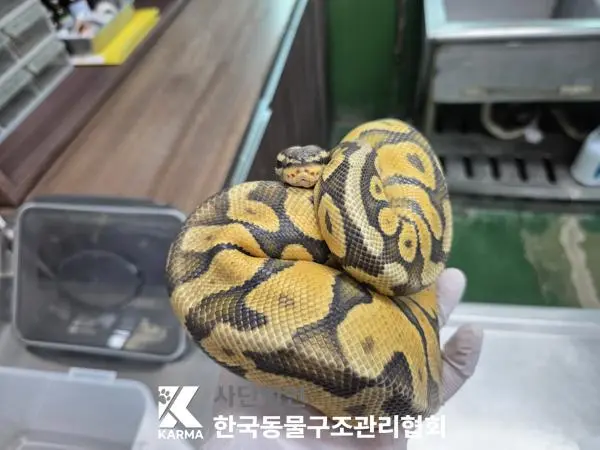 기타축종 보호중 사진