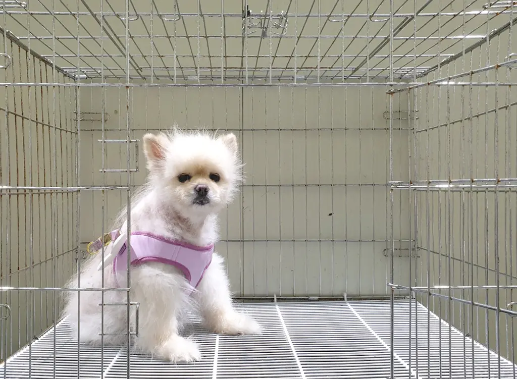 포메라니안 보호중 사진