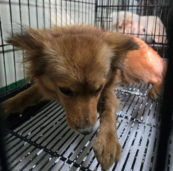 믹스견 보호중 사진