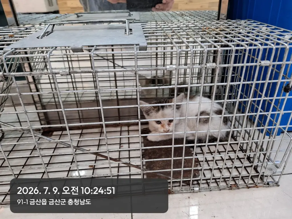 믹스묘 보호중 사진