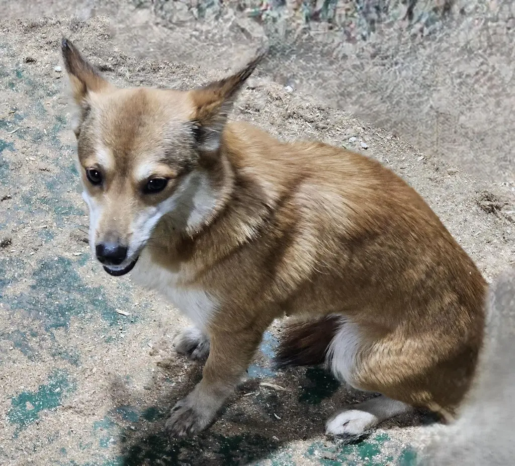 믹스견 보호중 사진