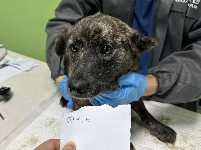 믹스견 보호중 사진