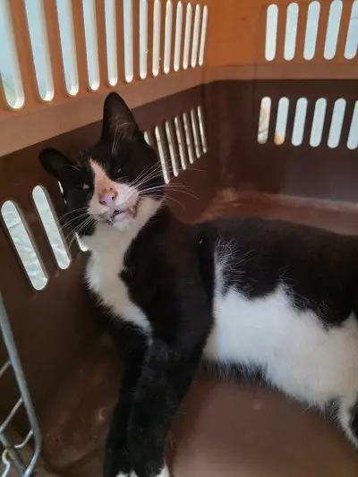 믹스묘 보호중 사진