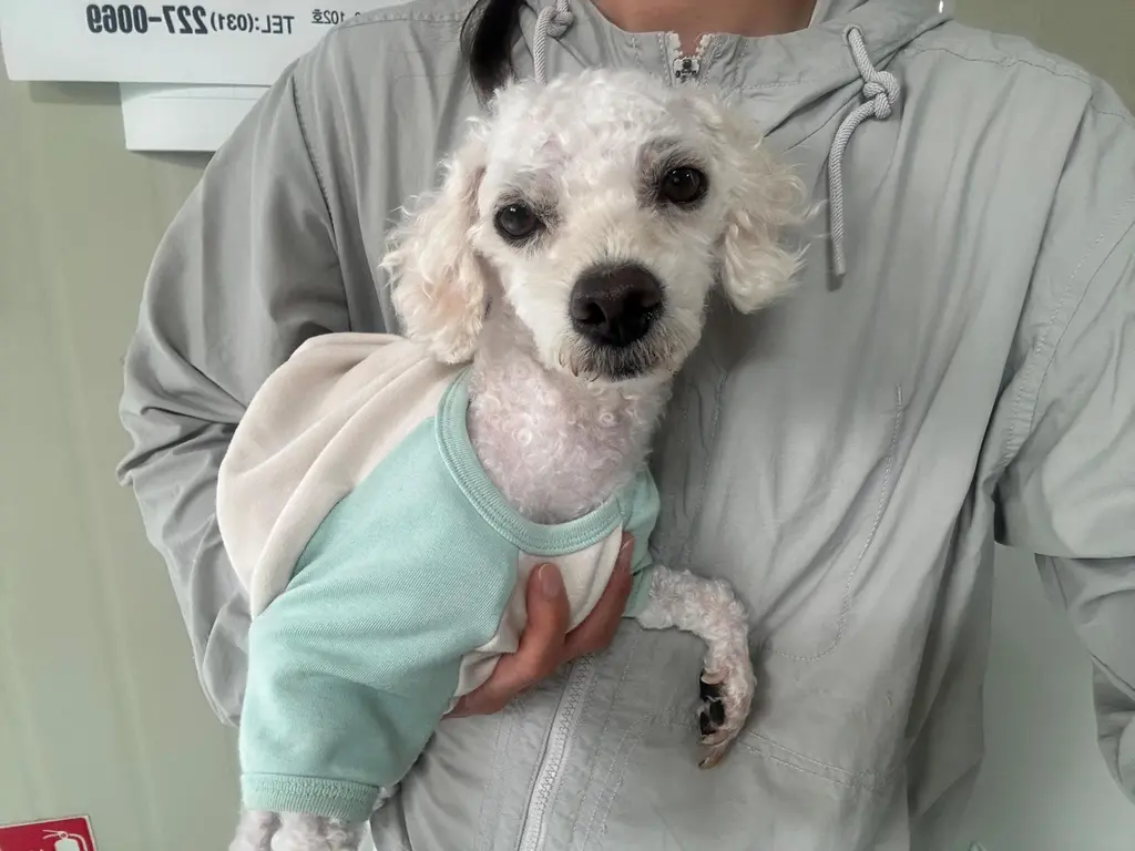 비숑 프리제 보호중 사진