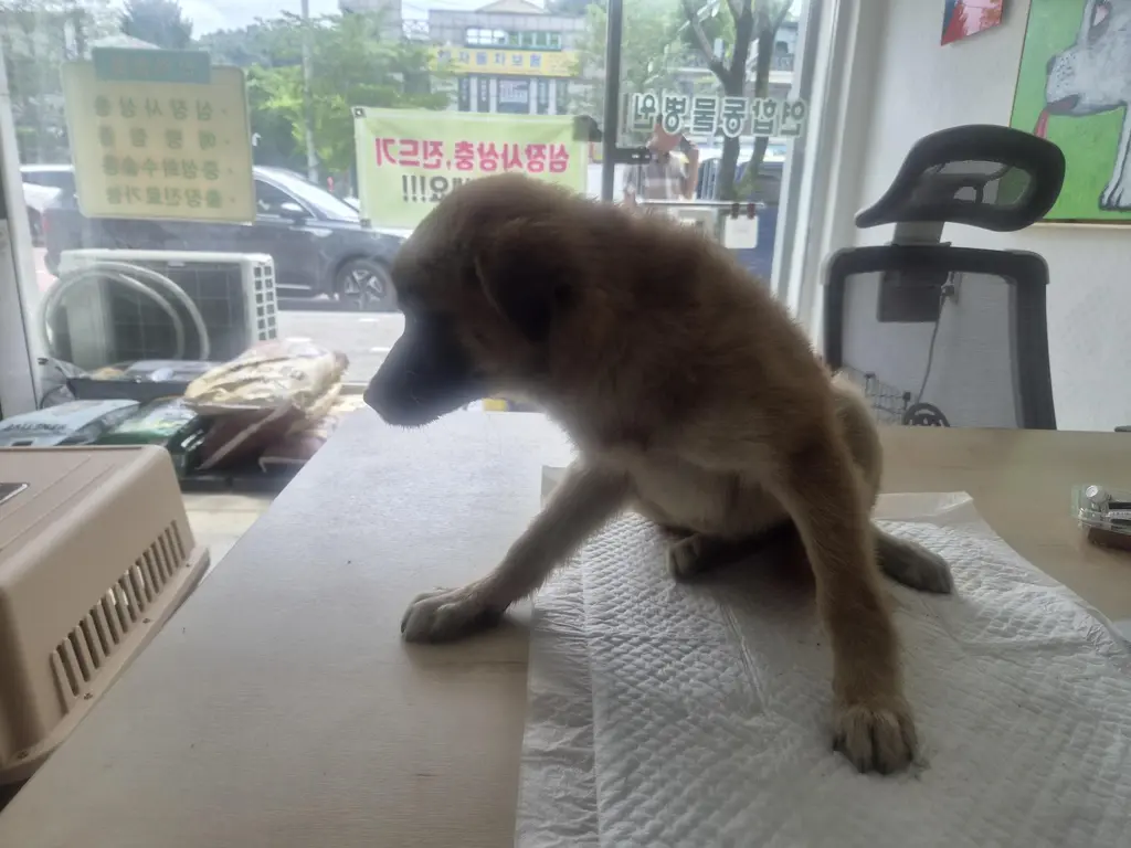 믹스견 보호중 사진