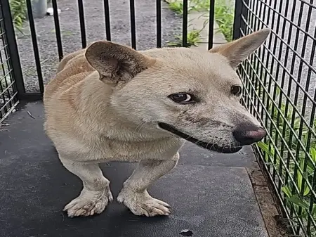 믹스견 보호중 사진