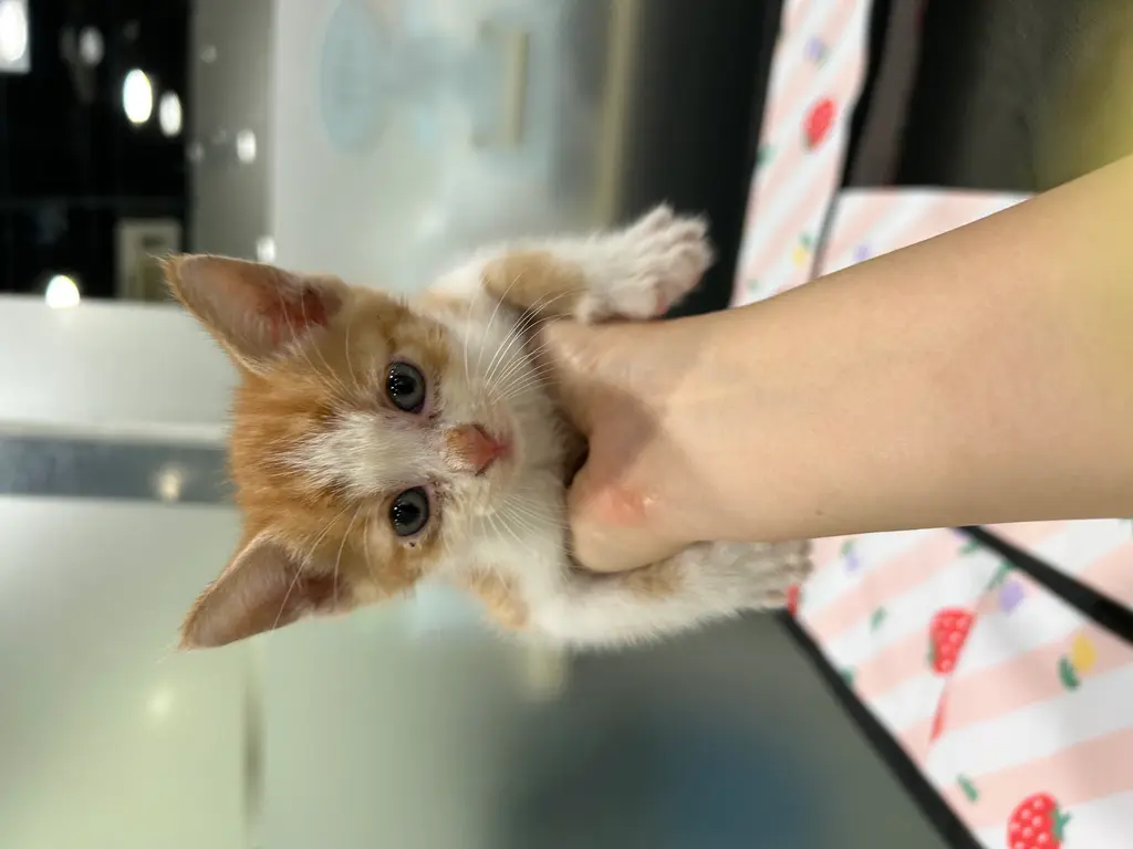 한국 고양이 보호중 사진