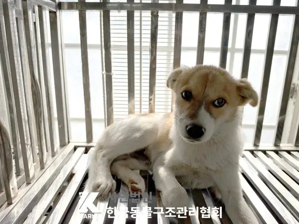 믹스견 보호중 사진