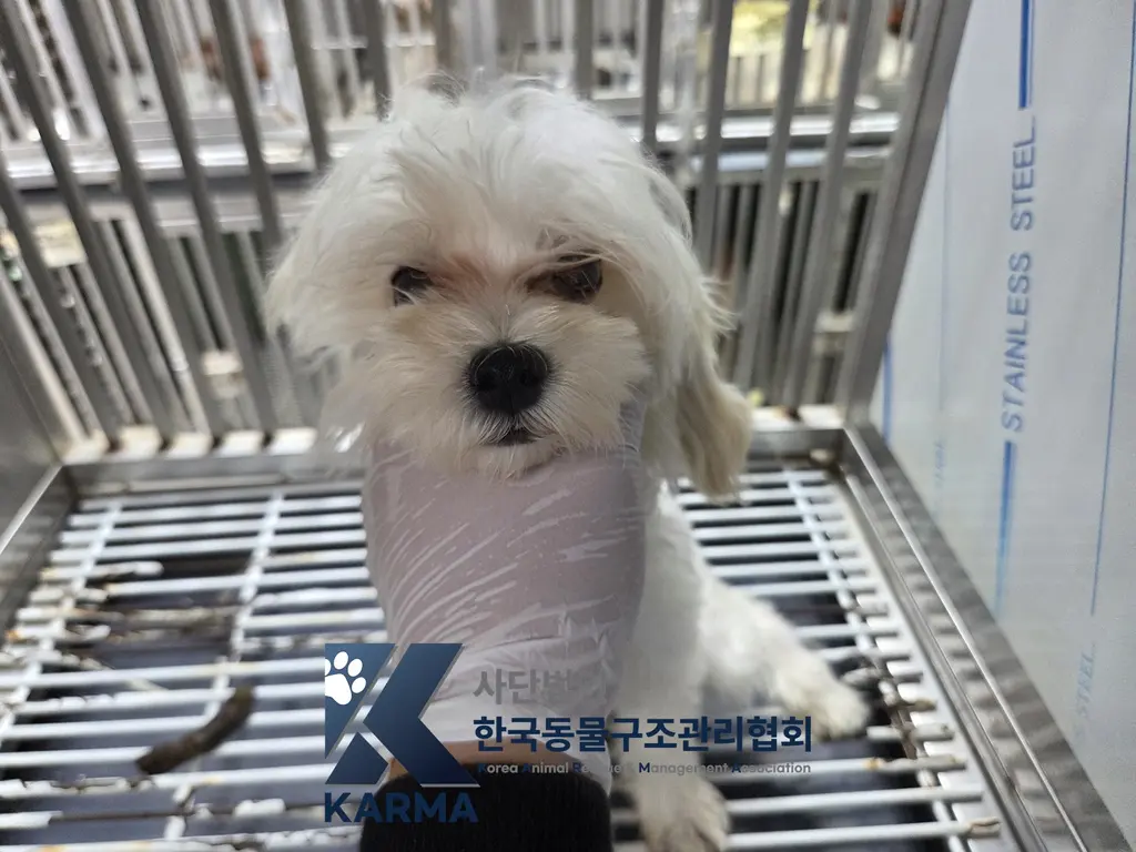 말티즈 보호중 사진