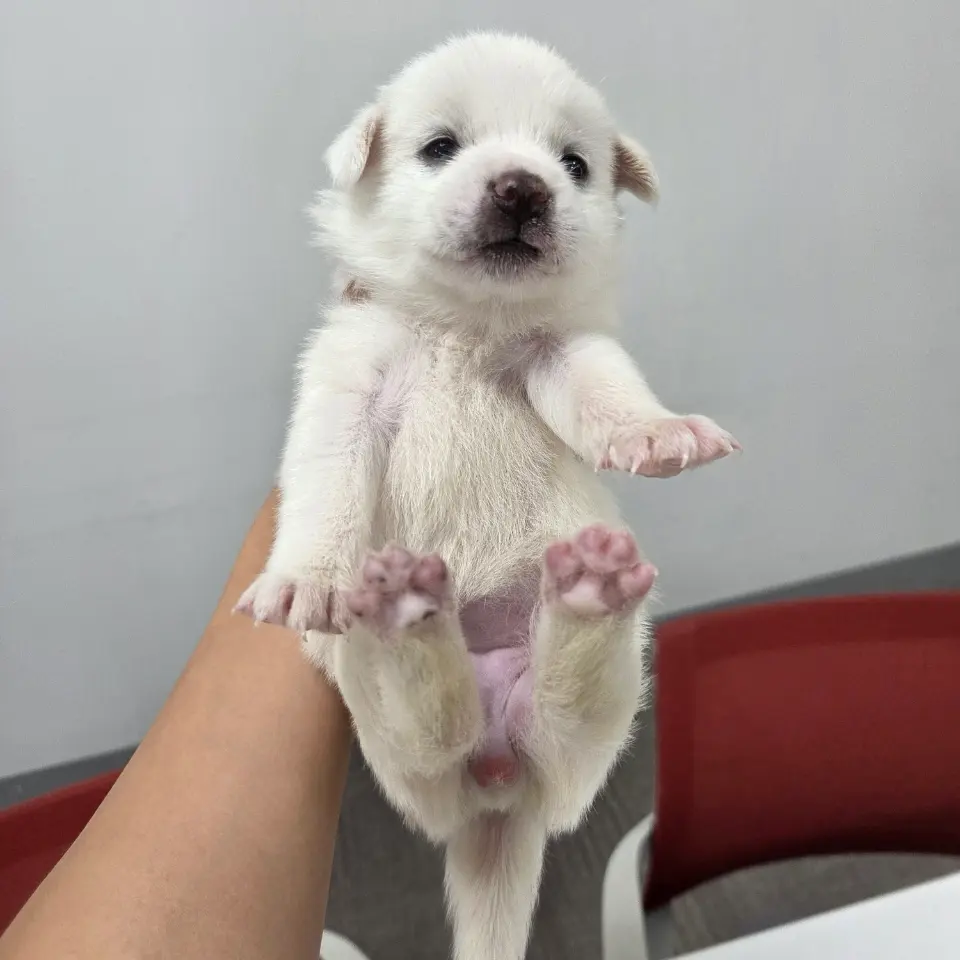 믹스견 보호중 사진