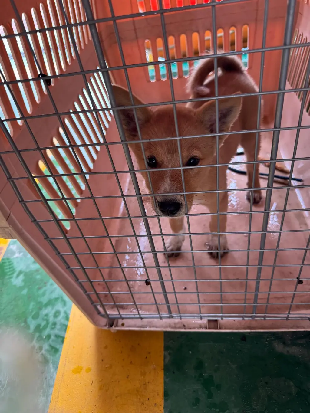 믹스견 보호중 사진