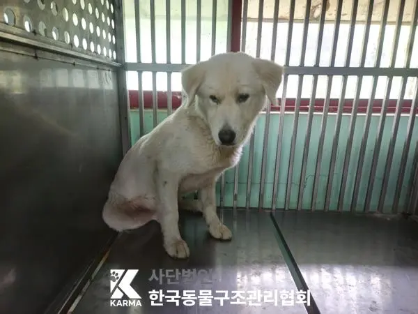 믹스견 보호중 사진