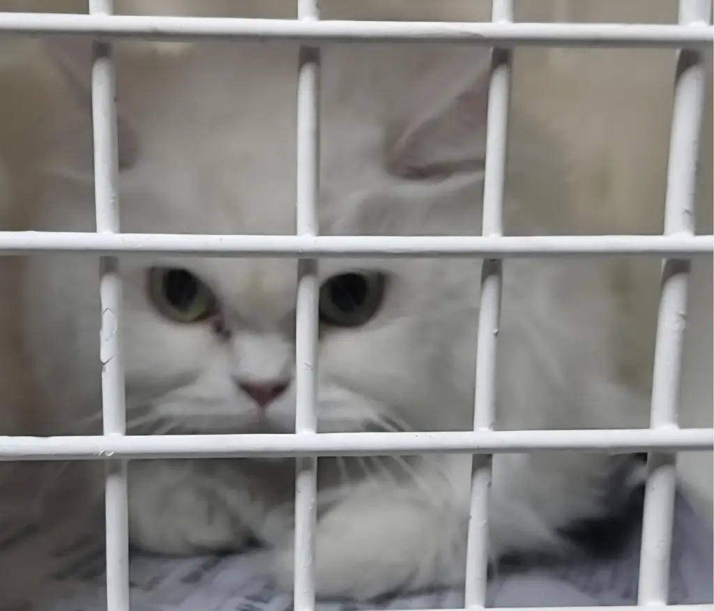 페르시안 보호중 사진