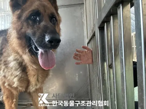 셰퍼드 보호중 사진