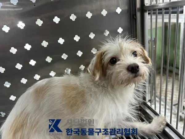 믹스견 보호중 사진