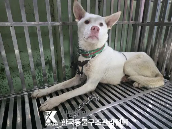 믹스견 보호중 사진