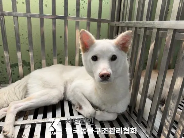 믹스견 보호중 사진