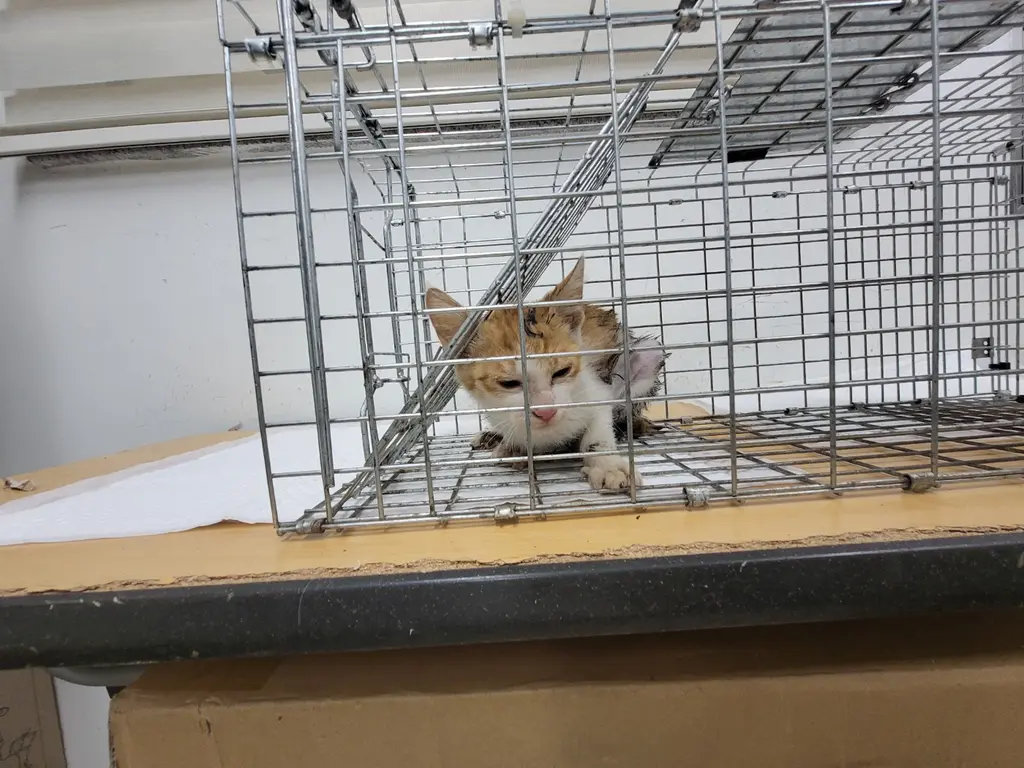 한국 고양이 보호중 사진