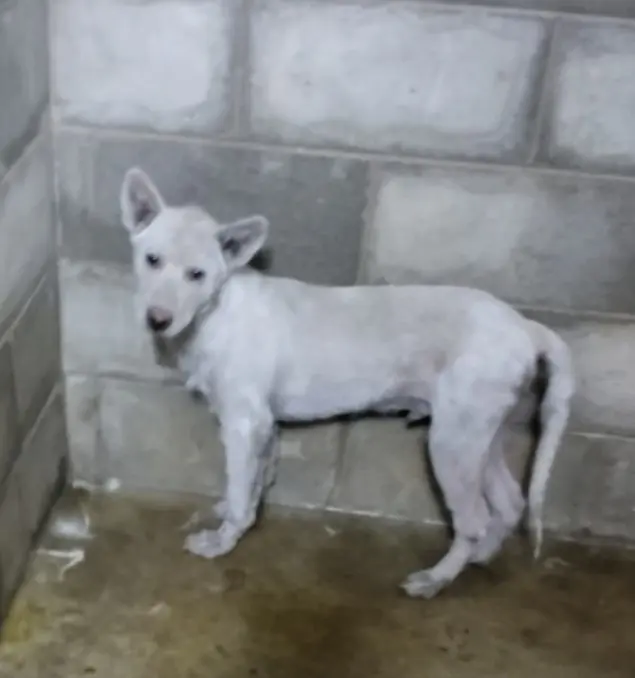 믹스견 보호중 사진