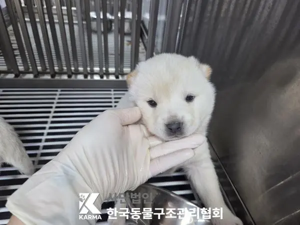 믹스견 보호중 사진