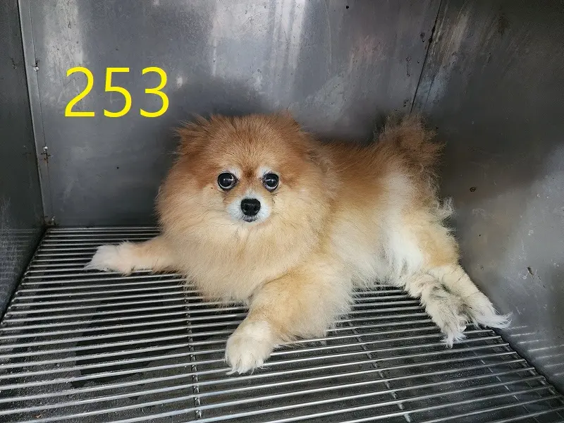 포메라니안 보호중 사진