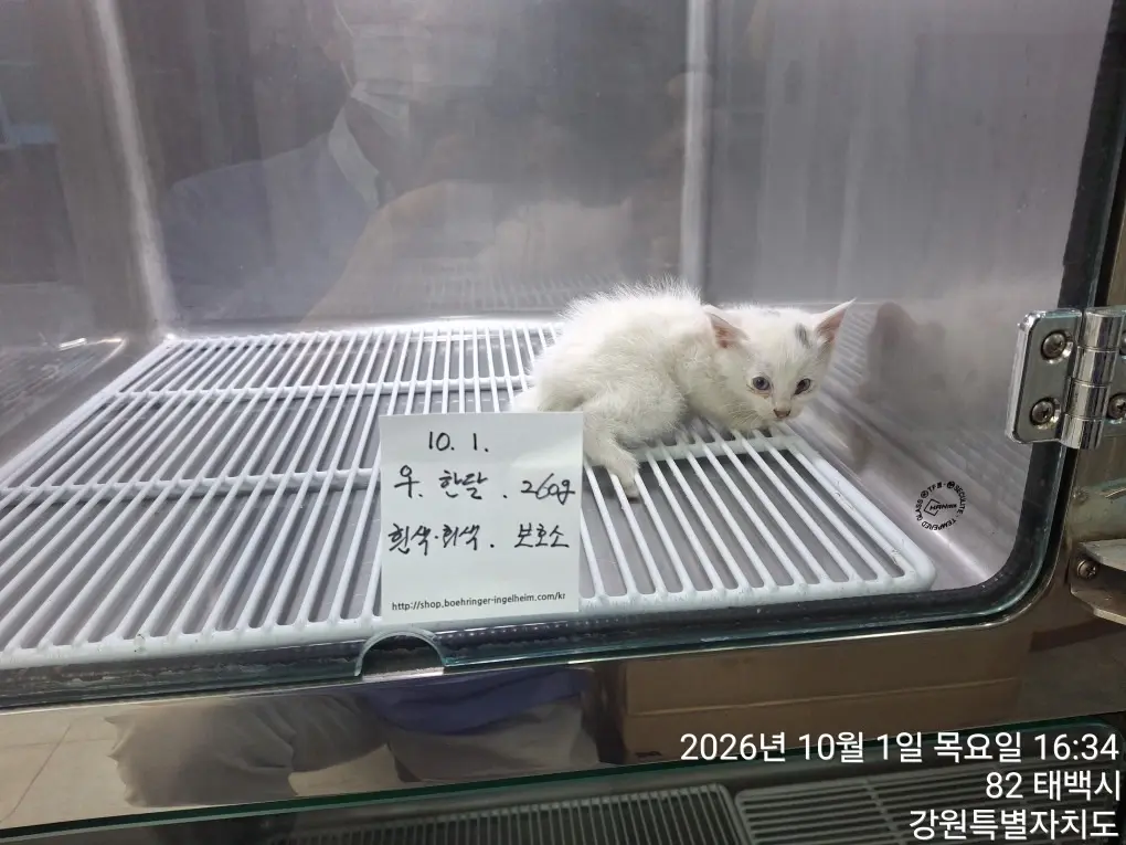 한국 고양이 보호중 사진