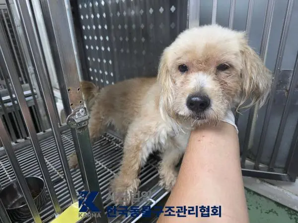 믹스견 보호중 사진