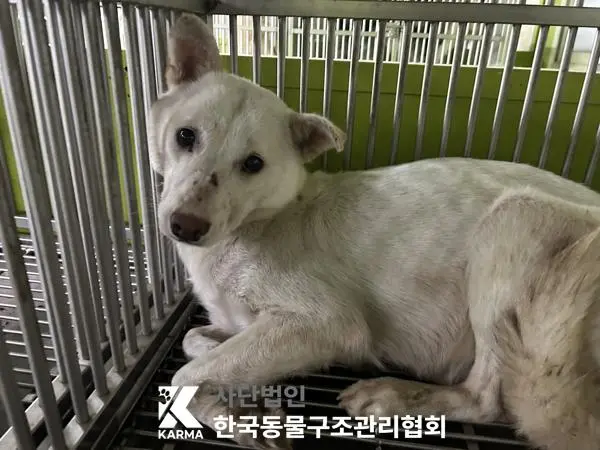 믹스견 보호중 사진